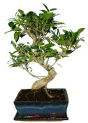 Ficus retusa - fíkovník - bonsai 109