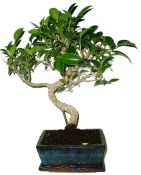 Ficus retusa - fíkovník - bonsai 147