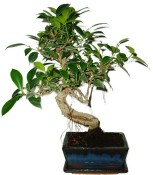 Ficus retusa - fíkovník - bonsai 148