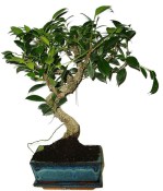 Ficus retusa - fíkovník - bonsai 149