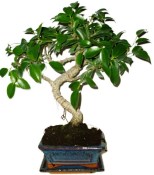 Ficus retusa - fíkovník - bonsai 150