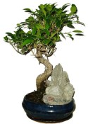 Ficus retusa - fíkovník - bonsai 156