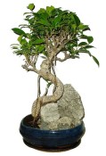 Ficus retusa - fíkovník - bonsai 158