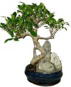 Ficus retusa - fíkovník - bonsai 159