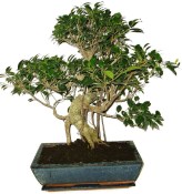 Ficus retusa - fíkovník - bonsai 179