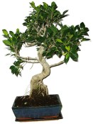 Ficus retusa - fíkovník - bonsai 191