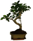 Ficus retusa - fíkovník - bonsai 323