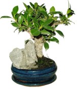 Ficus retusa - fíkovník - bonsai 408