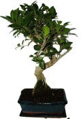 Ficus retusa - fíkovník - bonsai 445