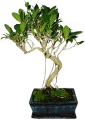 Ficus retusa - fíkovník - bonsai 494