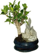 Ficus retusa - fíkovník - bonsai 497
