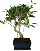 Ficus retusa - fíkovník - bonsai 498