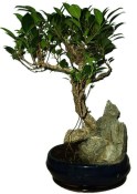 Ficus retusa - fíkovník - bonsai 517