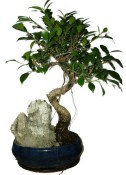 Ficus retusa - fíkovník - bonsai 520