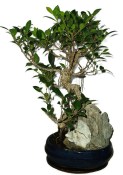 Ficus retusa - fíkovník - bonsai 589