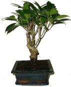  Ficus retusa - fíkovník - bonsai 592