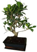 Ficus retusa - fíkovník - bonsai 637