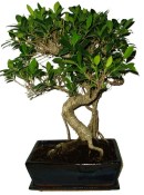 Ficus retusa - fíkovník - bonsai 638