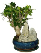 Ficus retusa - fíkovník - bonsai 647