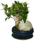 Ficus retusa - fíkovník - bonsai 650