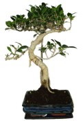 Ficus retusa - fíkovník - bonsai 667