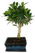 Ficus retusa - fíkovník - bonsai 715