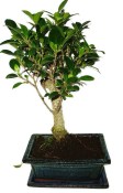 Ficus retusa - fíkovník - bonsai 720