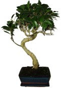 Ficus retusa - fíkovník - bonsai 743