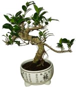  Ficus retusa - fíkovník - bonsai 791