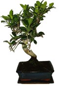 Ficus retusa - fíkovník - bonsai 808