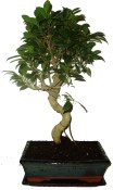 Ficus retusa - fíkovník - bonsai 880