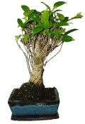Ficus retusa - fíkovník - bonsai 934