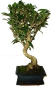 Ficus retusa - fíkovník - bonsaj 084