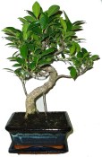  Ficus retusa - fíkovník - bonsaj 152