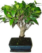 Ficus retusa - fíkovník - bonsaj 395