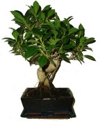 Ficus retusa - fíkovník - bonsaj 448
