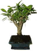  Ficus retusa - fíkovník - bonsaj 595