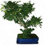 Fraxinus uhdei - bonsaj 905 (1/2)
