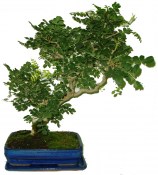 Fraxinus uhdei - bonsaj 905 (2/2)