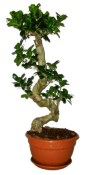 Ficus Ginseng 2