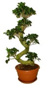 Ficus Ginseng 2