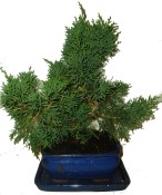 Juniperus - Jalovec 116 - venkovní bonsaje