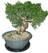 Juniperus - Jalovec 791 - venkovní bonsaje