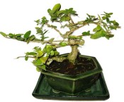 Kozlovoň - Premna - RARITA 550