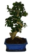 Ligustrum chinensis ptačí zob 588