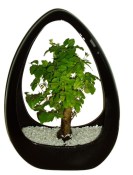 Ligustrum chinensis ptačí zob 260