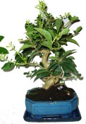 Ligustrum chinensis ptačí zob 287