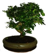 Ligustrum chinensis ptačí zob 297
