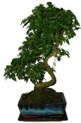 Ligustrum chinensis ptačí zob 425