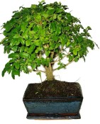 Ligustrum chinensis ptačí zob 449